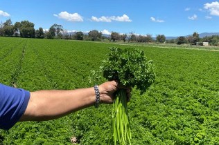Cilantro recién cosechado
