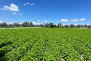 Campo de cultivo