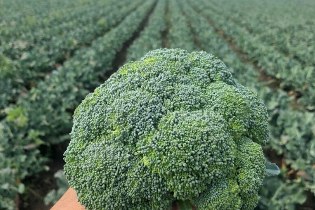 Brócoli en campo