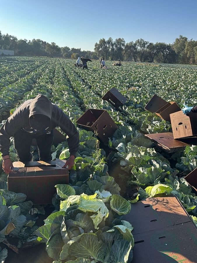 Cosecha de col en campo
