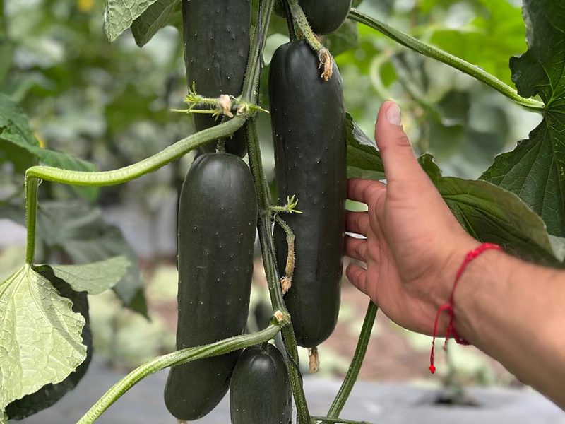 Pepino en invernadero