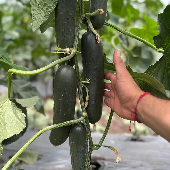 Pepino recién cosechado