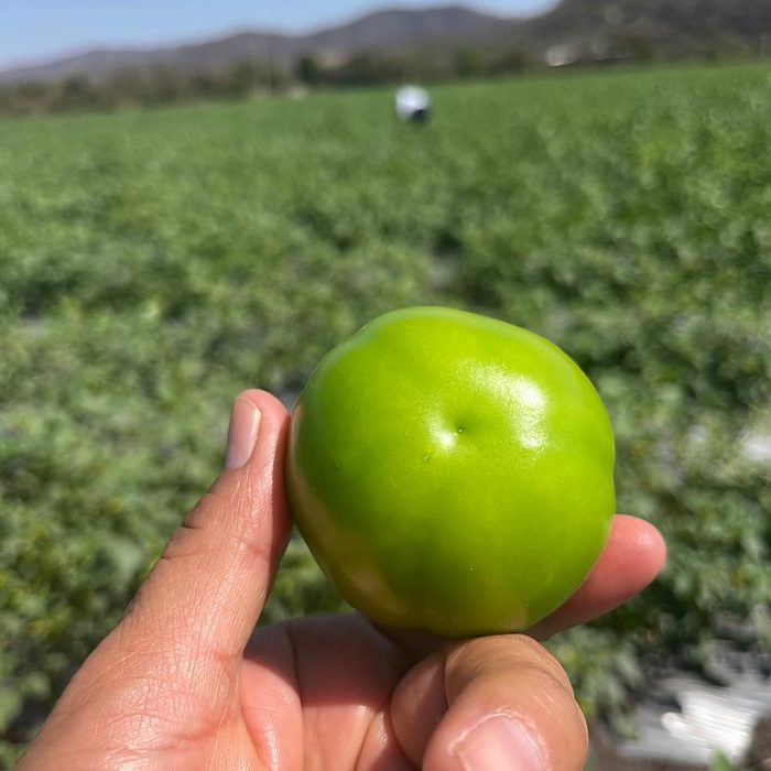 Tomate verde recién cortado
